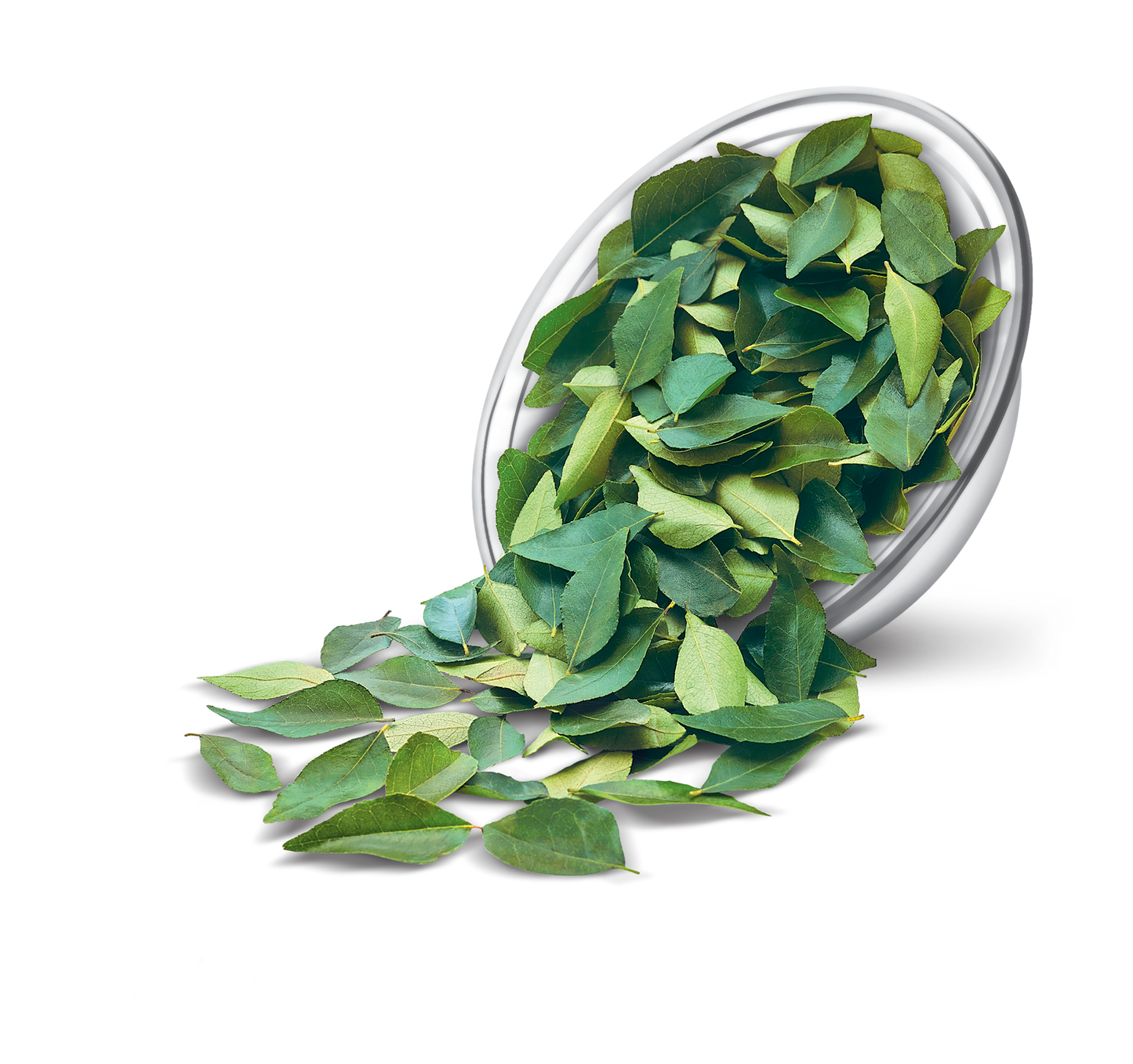 Curry Leaves